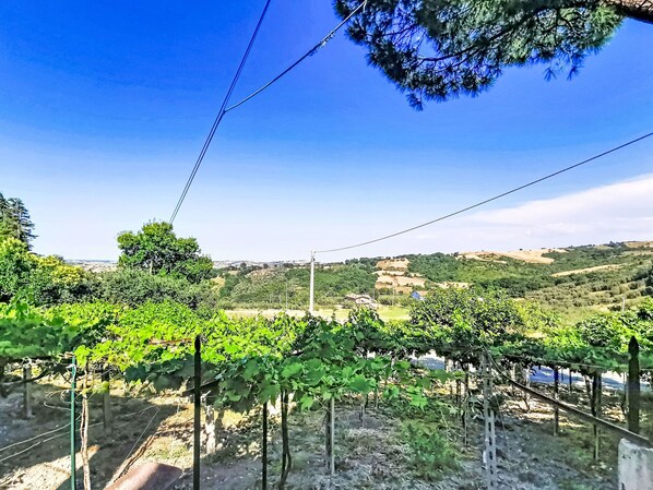 Ein Weinberg mit Reihen von Weinreben und blauem Himmel.