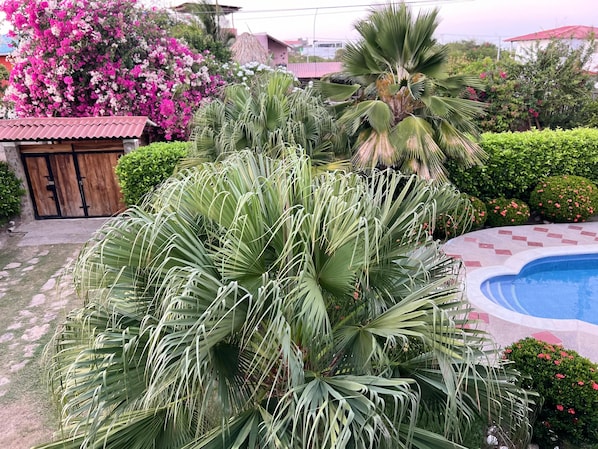 Ein Pool, umgeben von üppigem Grün und blühenden Pflanzen.