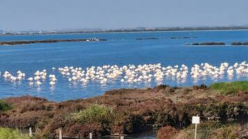 Miscellaneous
