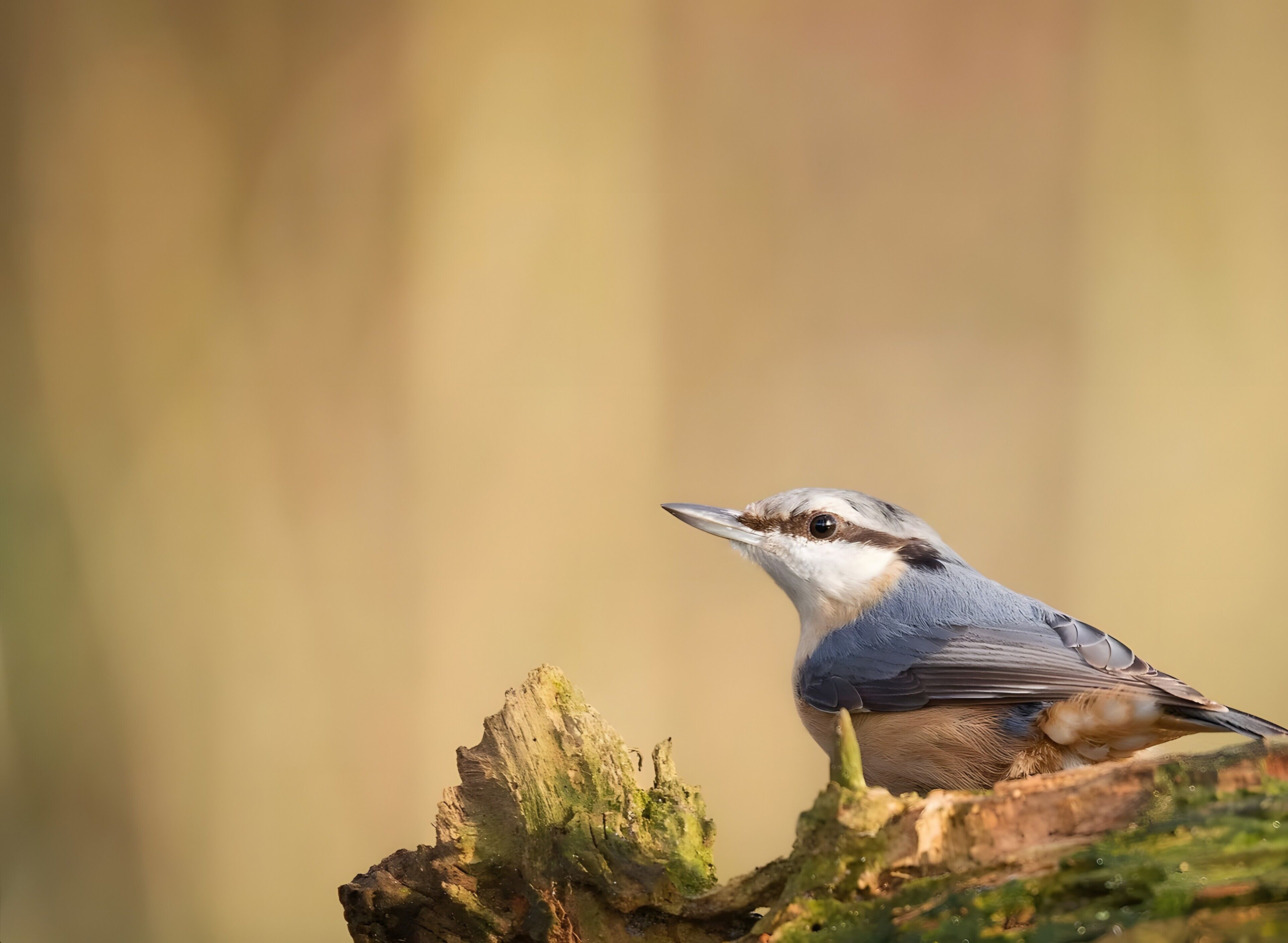 A bird perched on a tree stump.