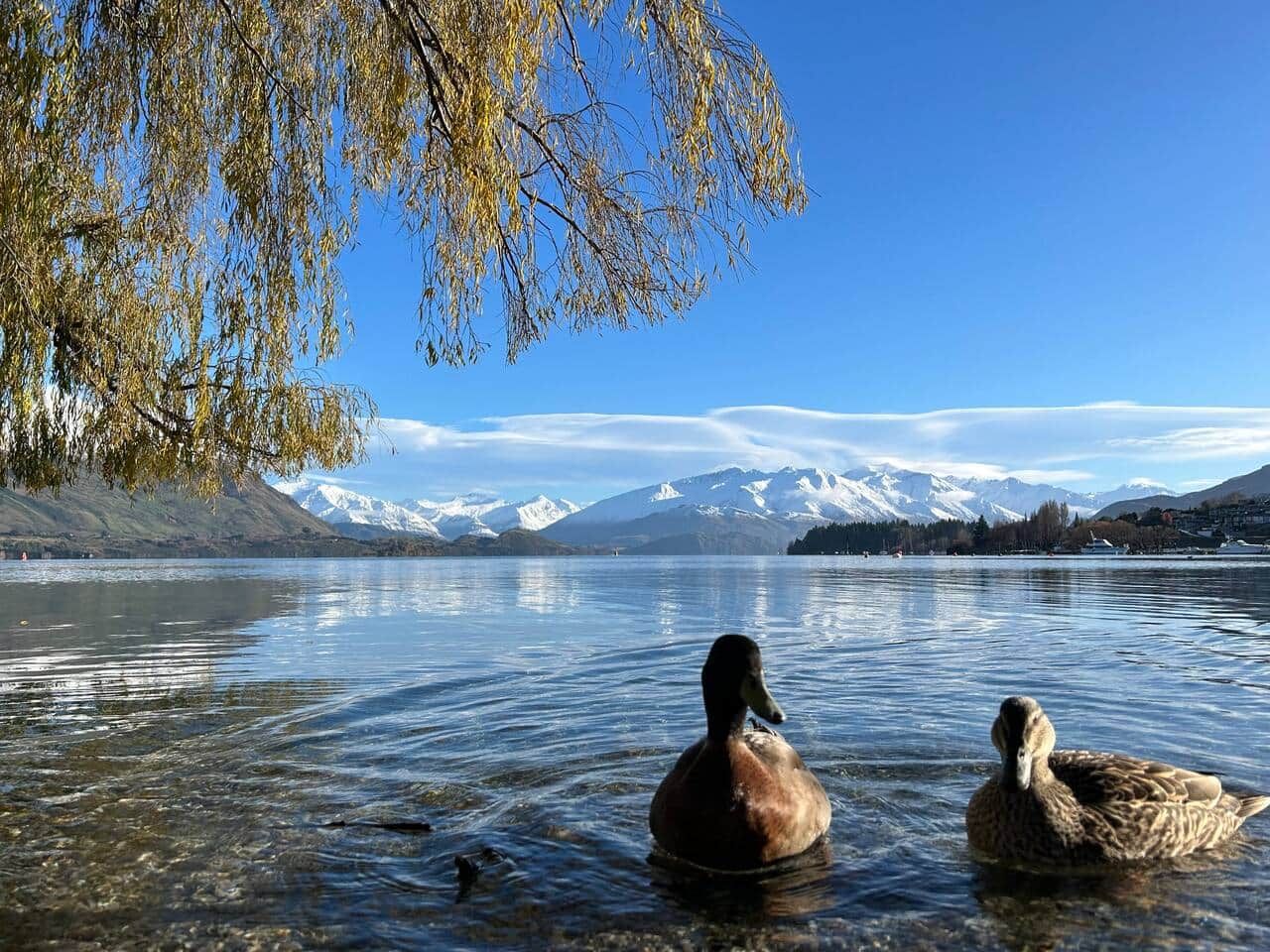 Zwei Enten schwimmen in einem See, im Hintergrund Berge.