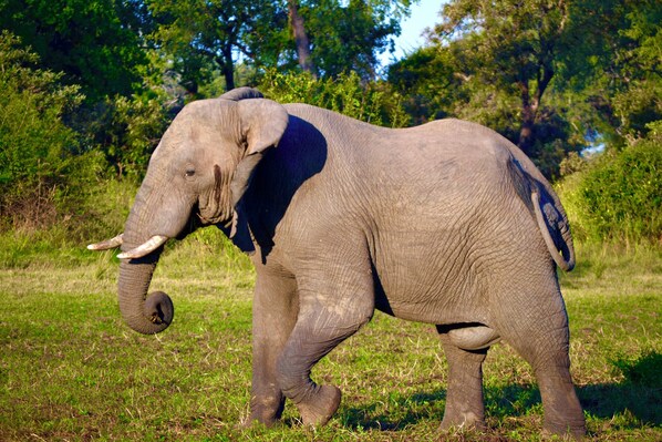 An elephant in a grassy area with trees in the background.