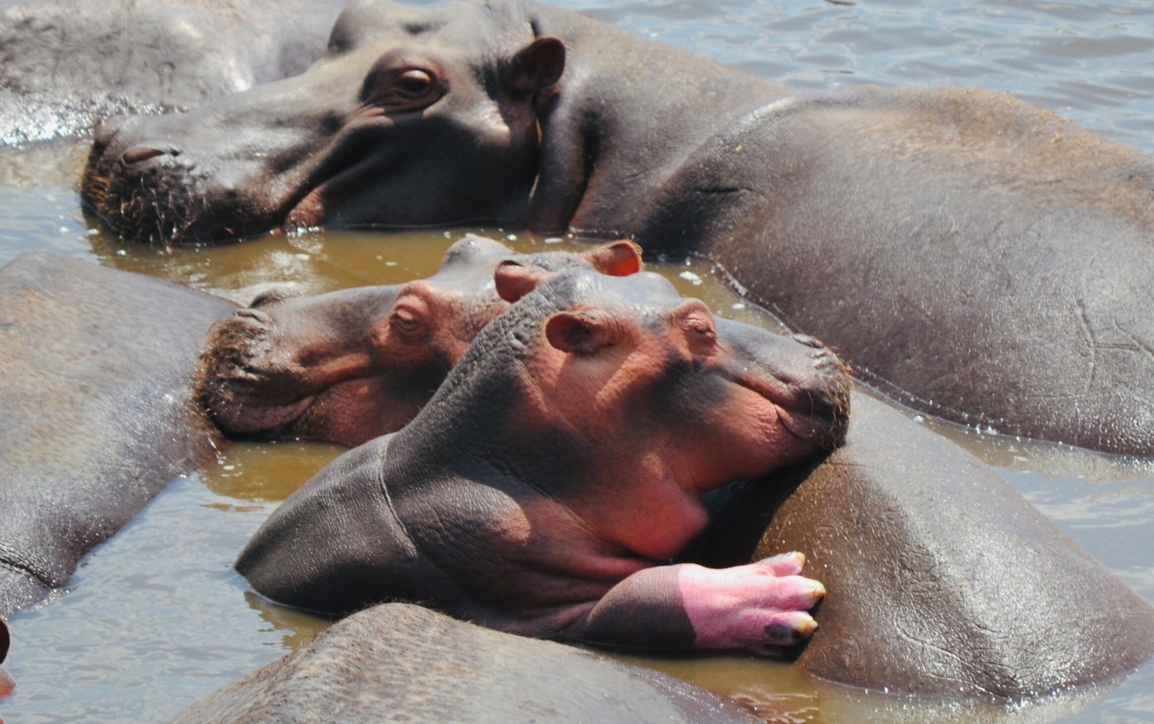Hippos deels onder water.