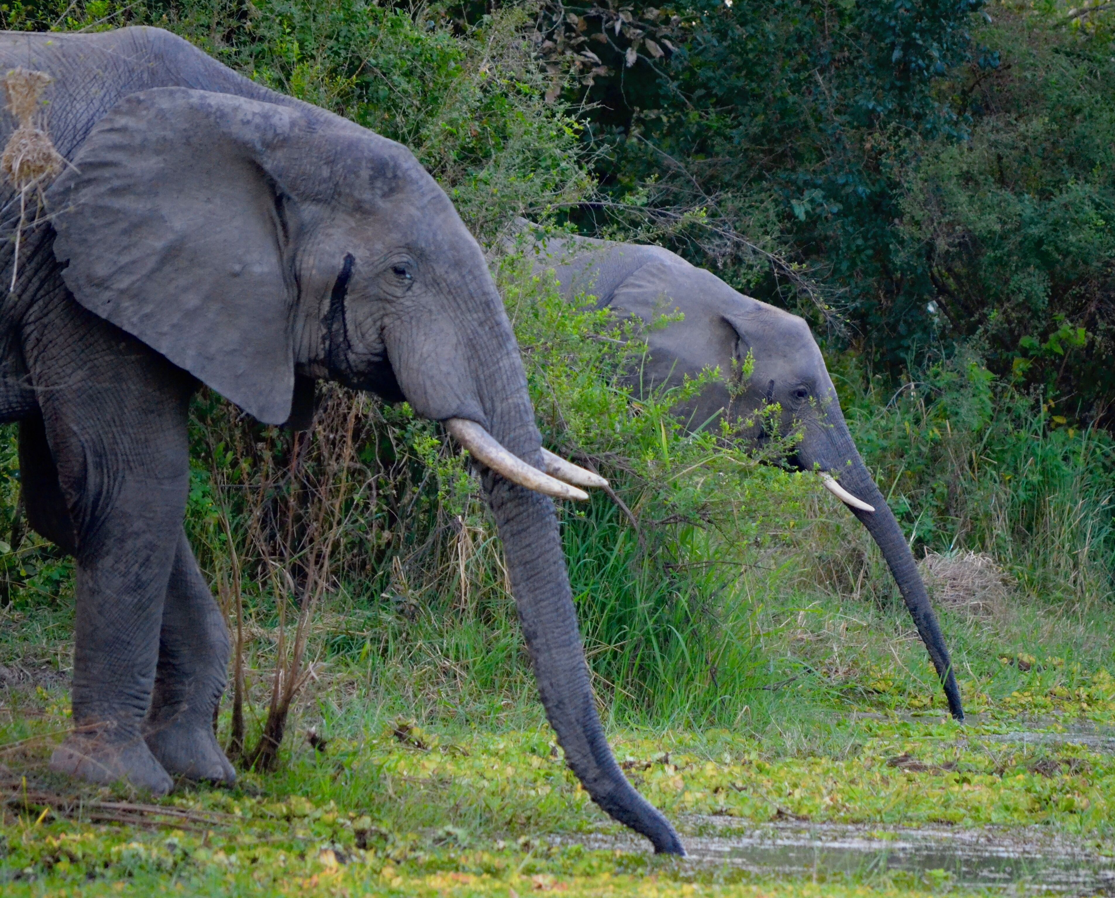 Two elephants in a natural setting with dense vegetation and a water body.