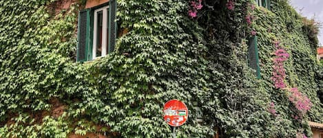 A building with ivy-covered walls and a stop sign.