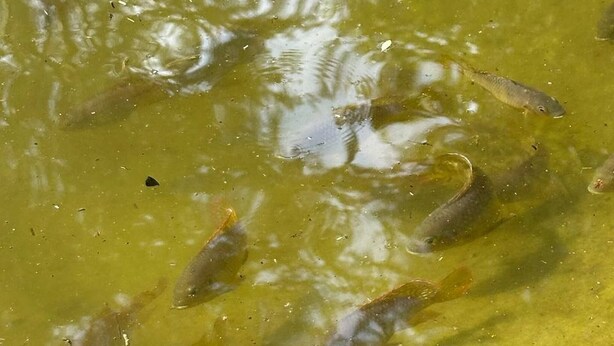 Une étendue d’eau où nagent plusieurs poissons.