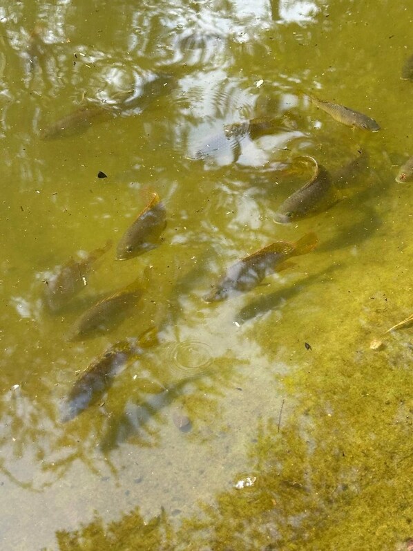A body of water with several fish swimming. - Room-barbet Room - Staynest Guesthouse (Johannesburg)