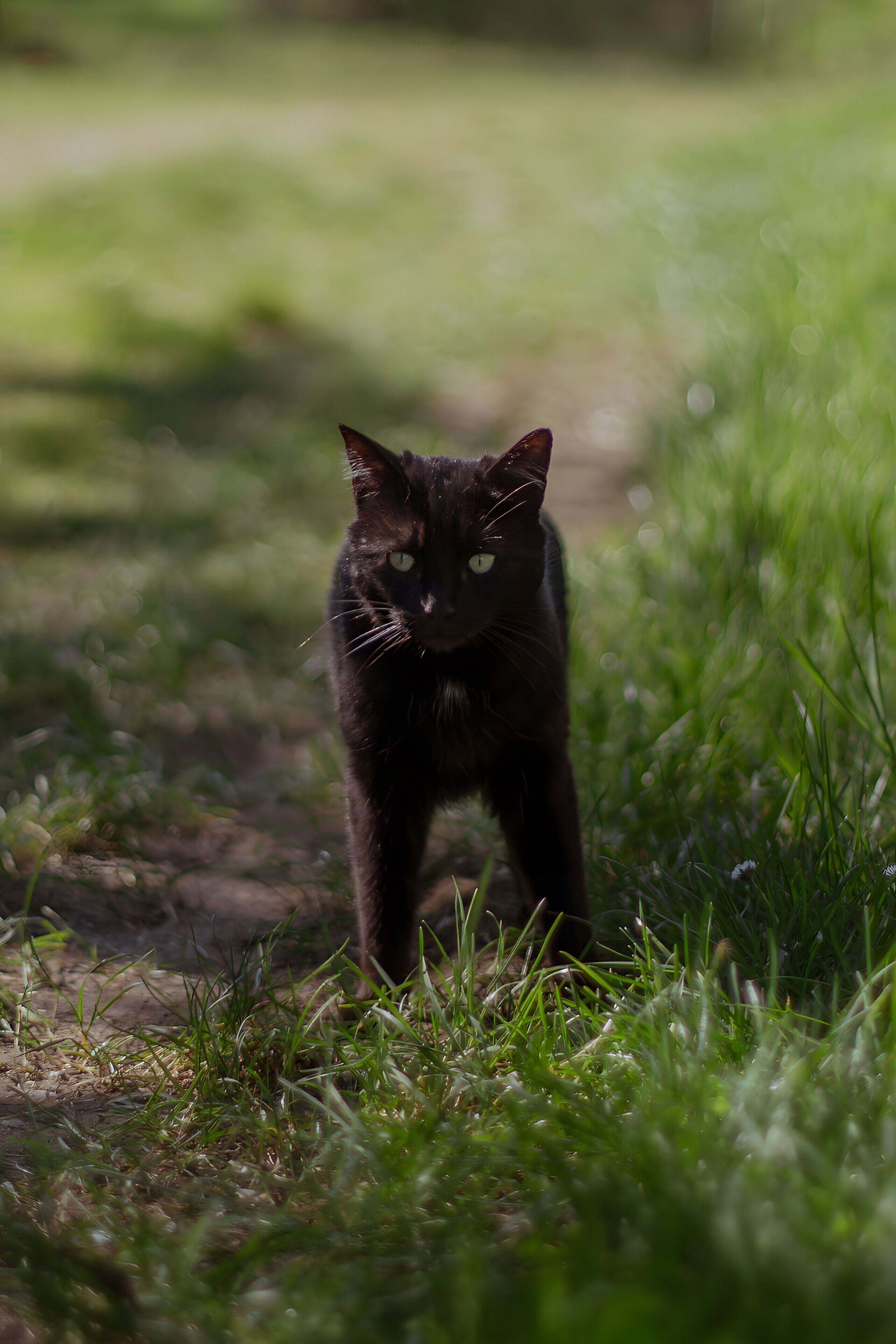A black cat standing on grass.