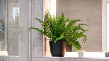 Une salle de bain moderne avec un meuble-lavabo blanc, une fougère en pot et des flacons de lotion pour les mains.
