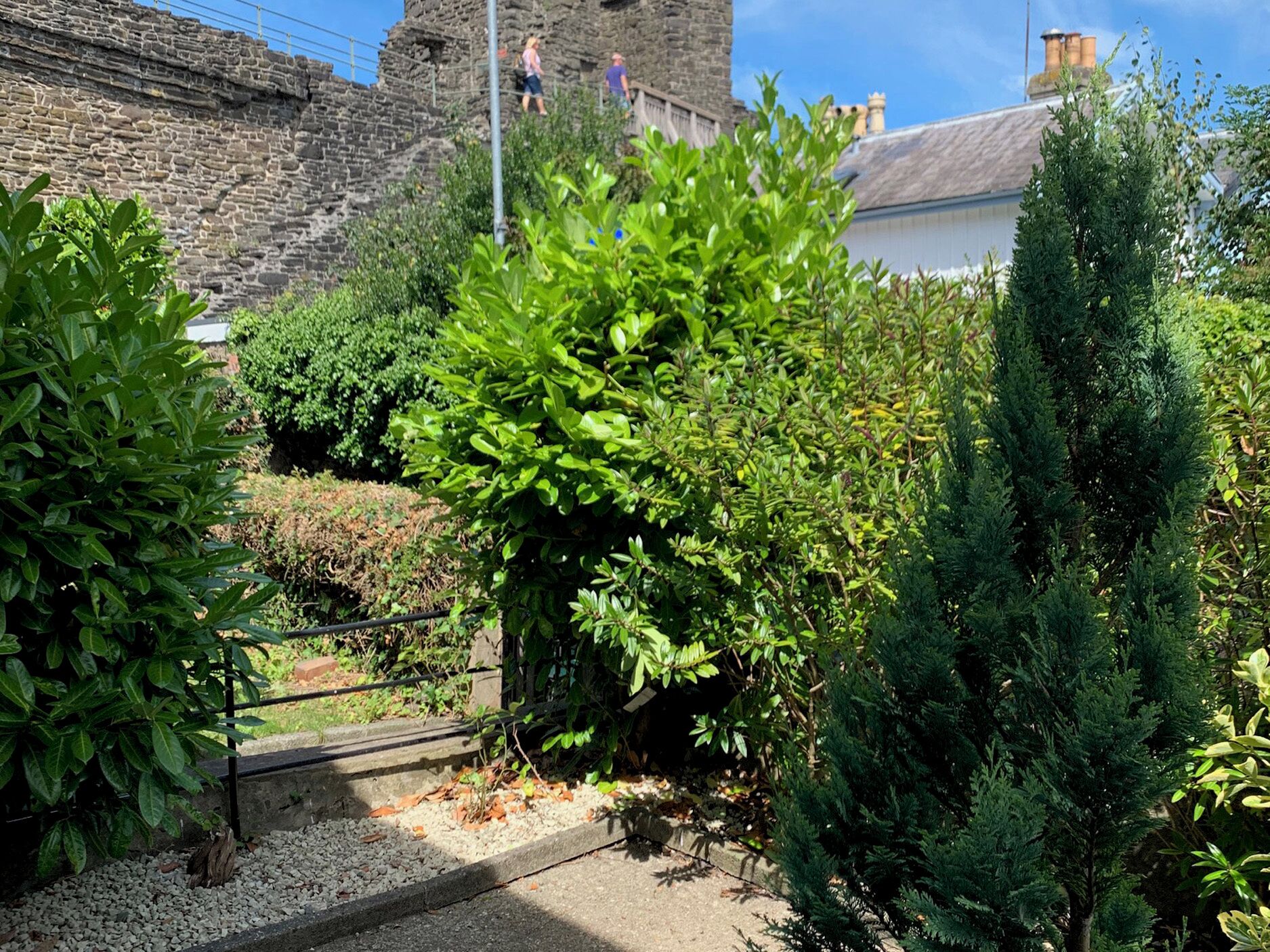 Um jardim com arbustos diversos e um muro de pedra ao fundo.