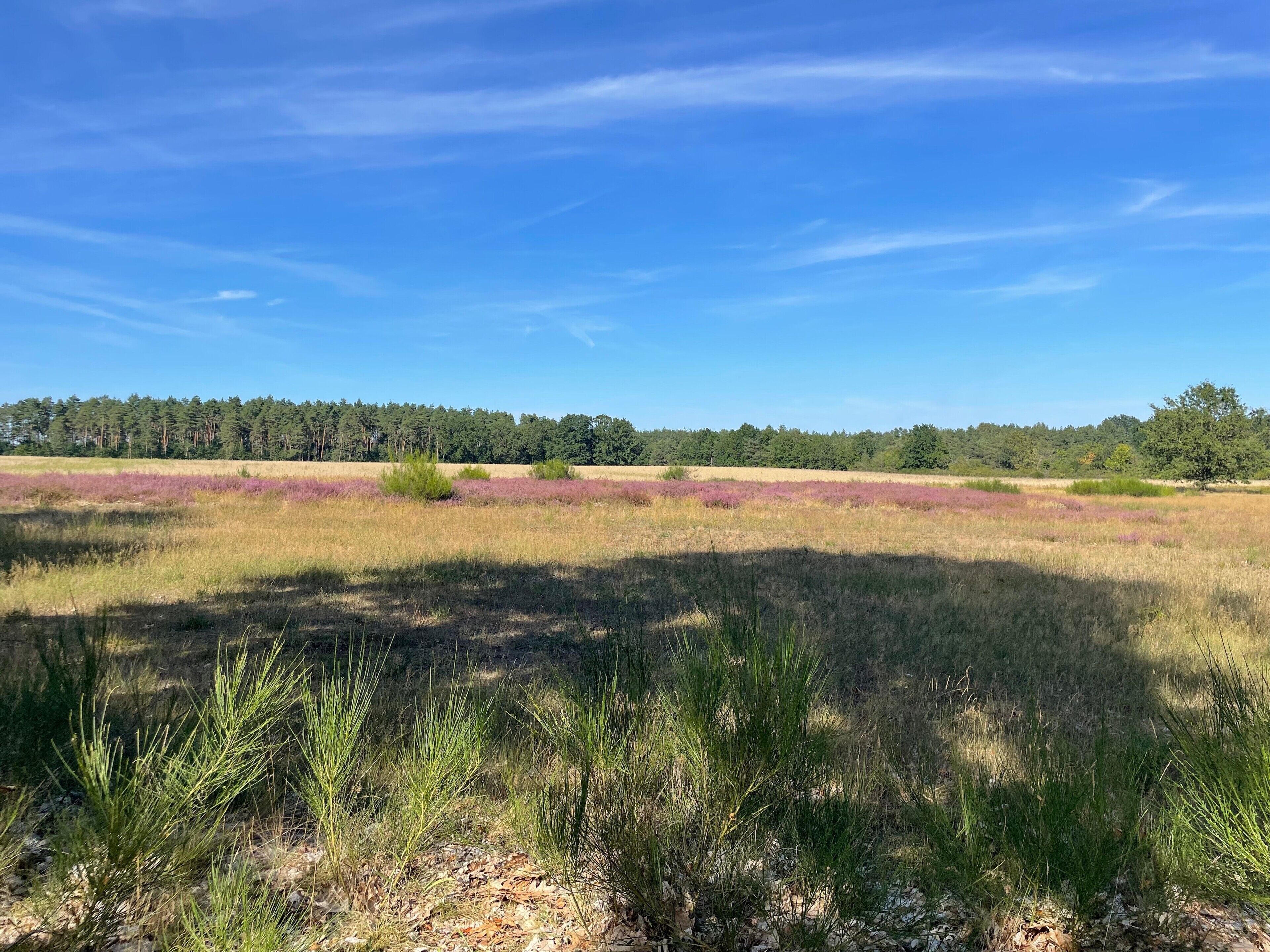 Un paisaje natural con cielo despejado, un bosque al fondo y un campo con vegetación púrpura en primer plano.
