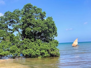 A clear view of a tree-lined shoreline with a sailboat in the water.