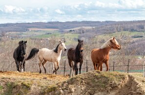 Four horses standing on a grassy hill with a fence in the background. - Bed and Breakfast 'Canard' with Shared Pool, Shared Garden and Wi-Fi (Hauterives)