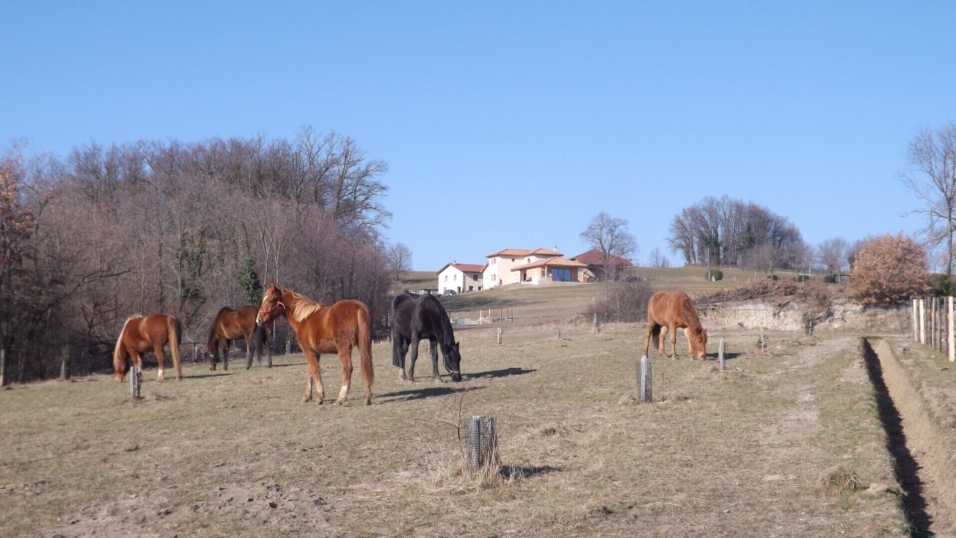 Un paysage rural avec des chevaux qui paissent, une maison avec un toit rouge et un ciel bleu dégagé.