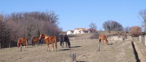 A rural landscape with horses grazing, a house with a red roof, and a clear blue sky.
