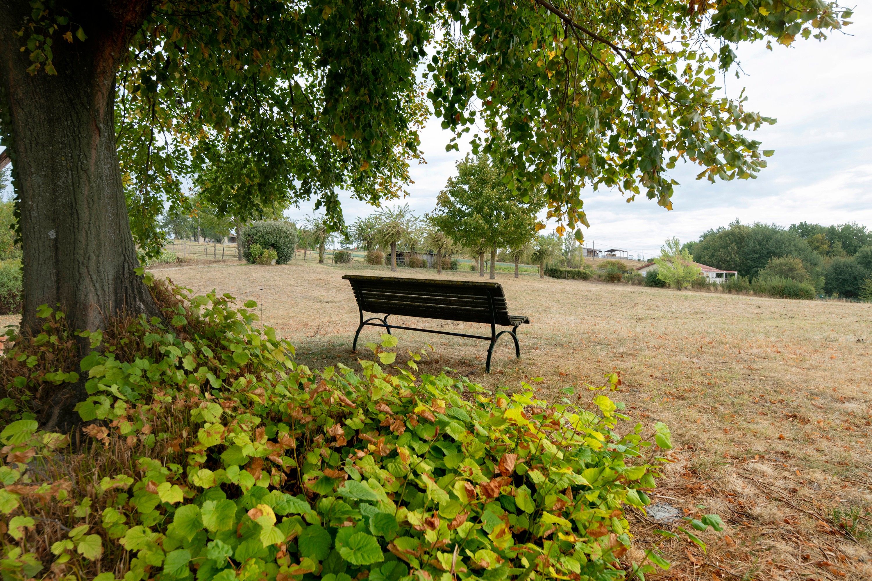 Un parc avec un banc à l’ombre d’un arbre.
