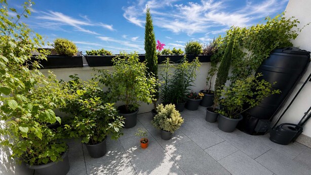 Un jardín en la azotea con plantas en macetas, un arbusto verde alto y un tanque de agua negro.