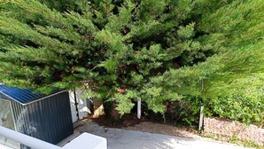 Ein Wohngebiet mit einem großen immergrünen Baum, einem Schuppen und einem gepflasterten Einfahrt.