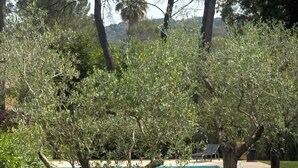 Ein Poolbereich mit Bäumen und blauem Himmel.