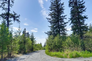 A gravel road flanked by dense coniferous trees, leading into a forested area. - Fish Kachemak Bay! Adventure Base Near Homer Spit (Homer)