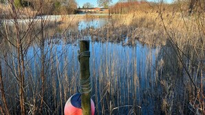 Ruhige Wasserfläche, umgeben von Schilf und einem hölzernen Pfosten mit einer Seils.