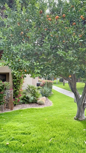 A well-maintained garden with a tree bearing fruit, a cactus, and a neatly trimmed lawn. - Charming Downtown Palm Springs Getaway 1 Bedroom Condo (Palm Springs)