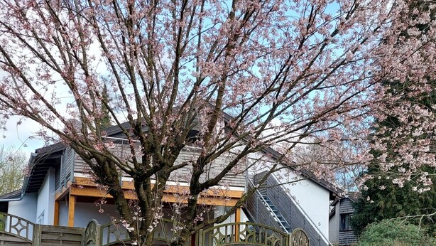 Il s’agit d’une propriété résidentielle dotée d’une clôture en bois, d’un escalier menant à la maison et d’une allée pavée.