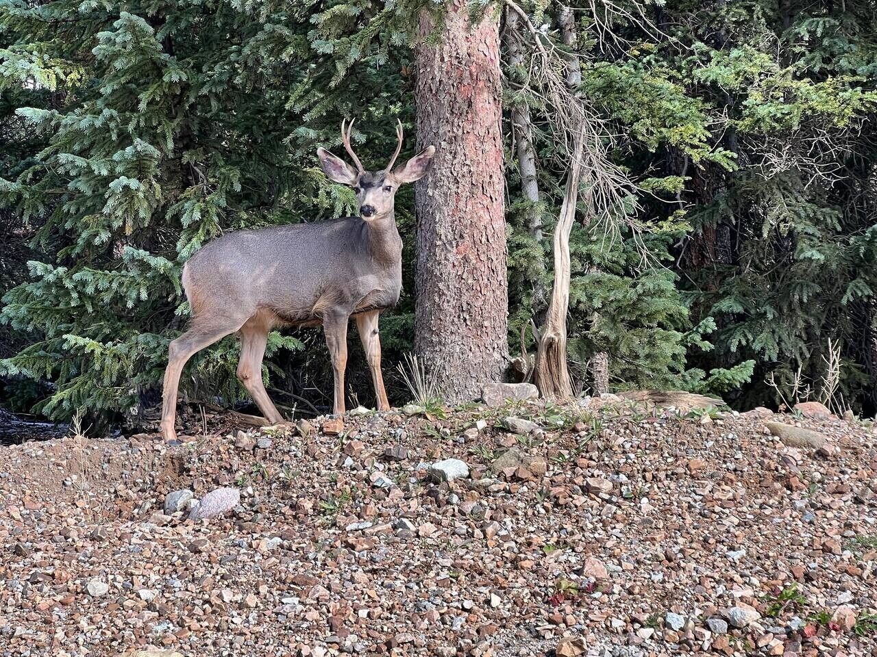 A deer standing on a rocky terrain with trees in the background.
