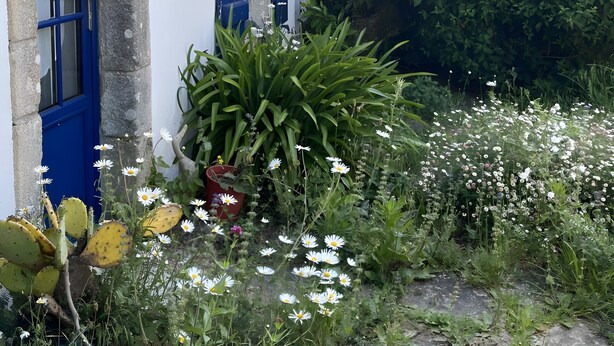 A building with blue shutters, a cactus plant, and various wildflowers. - Bed and Breakfast 'Chambre 1 Coté Plage' with Private Terrace, Shared Garden and Wi-Fi (Arzon)