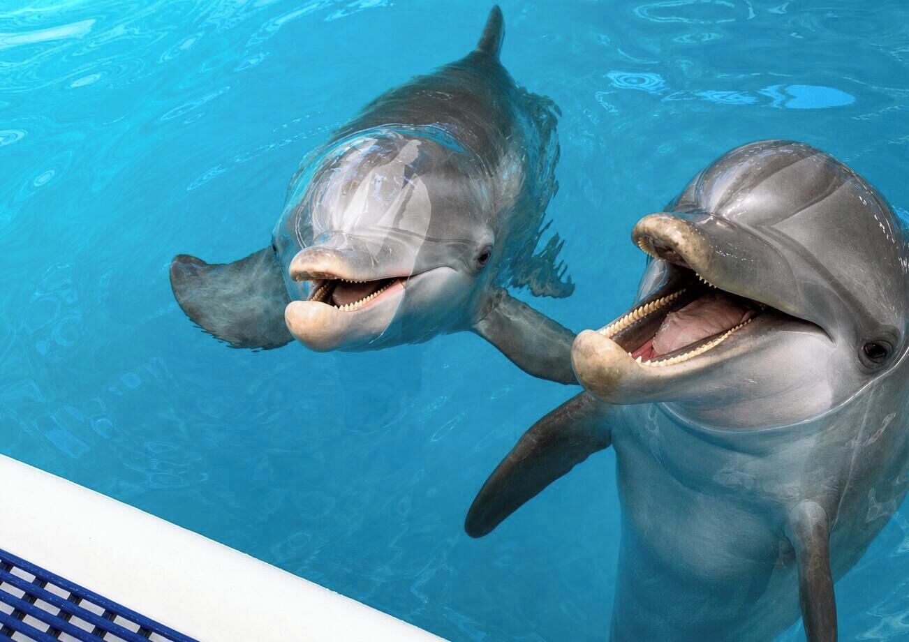 Dos delfines nadando en una piscina azul cristalina.