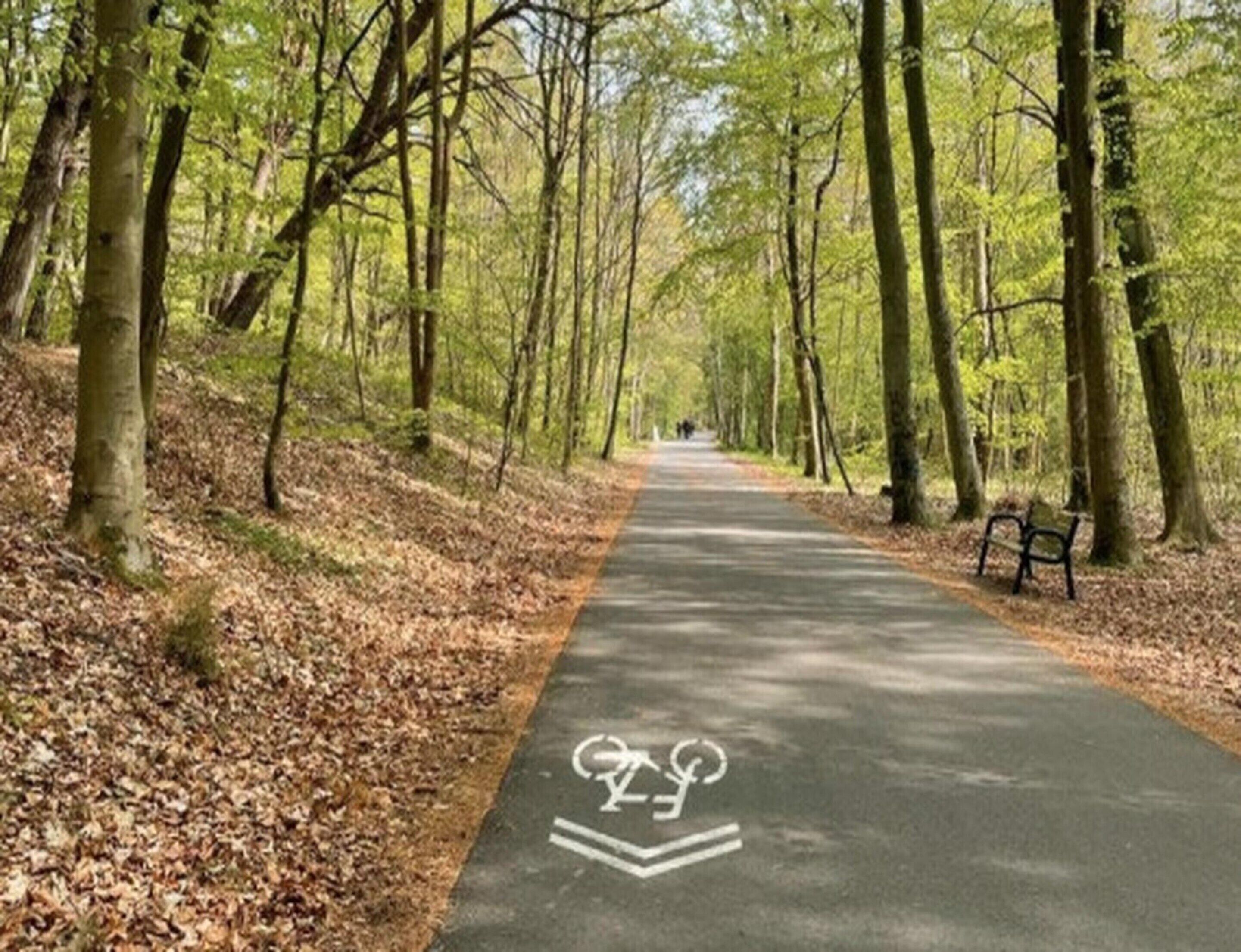 Un vialetto pavimentato con indicazione di pista ciclabile, immerso tra alberi e con una panchina.