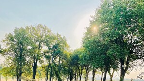 A field of lavender with trees in the background. - A peaceful family retreat surrounded by nature - 6-bedroom apartment (Mazerolles-du-Razès)