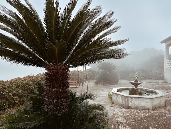 Ein Garten mit einer großen Palme, einem Brunnen und einem Gebäude im Hintergrund.