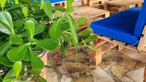 Ein überdachter Außenbereich mit blauen Lounge-Stühlen und einem Reetdach.