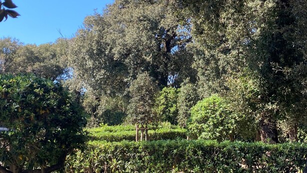 Ein Garten mit Kiesweg, verschiedenen Sträuchern und Bäumen.