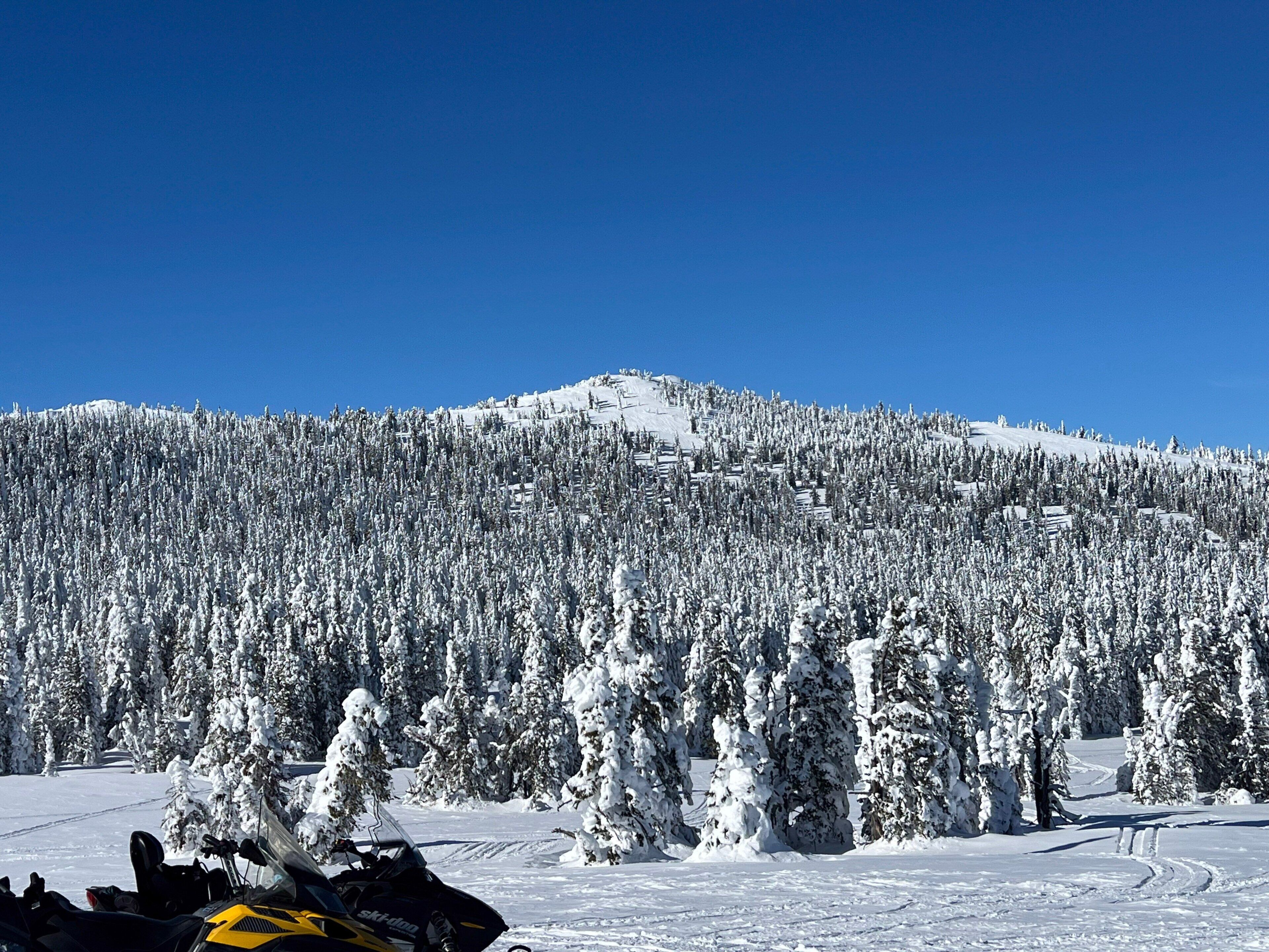 Un paysage enneigé sous un ciel dégagé, avec une motoneige au premier plan et une forêt dense d’arbres chargés de neige.