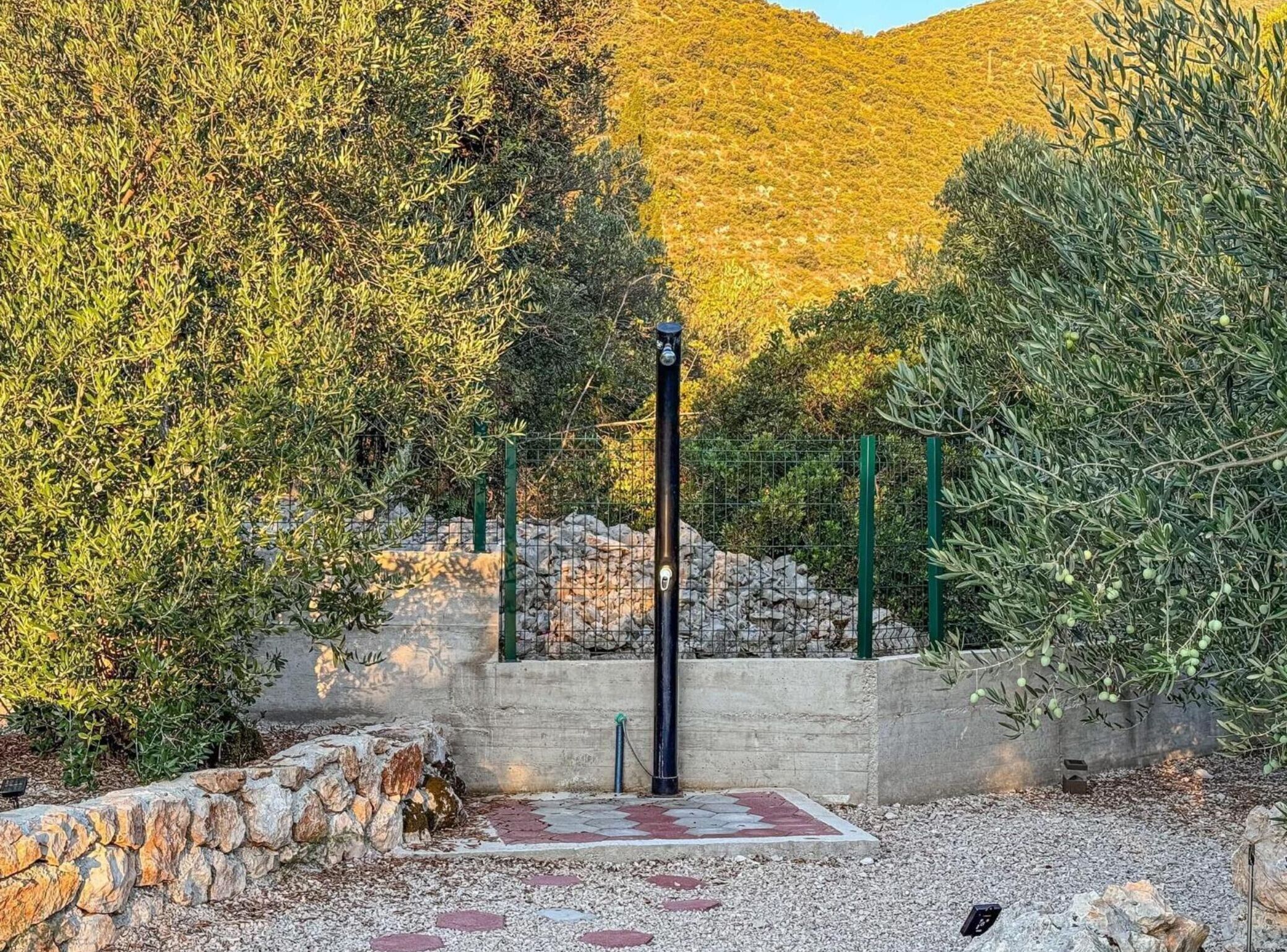 A garden with olive trees, a stone wall, and a metal fence.