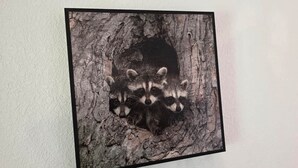 Um quadro com guaxinins em um fundo de casca de árvore.