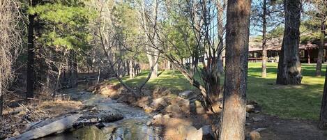 A natural outdoor setting with a stream, trees, and a building in the background.