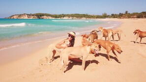 A beach with dogs and a person.