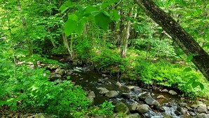 Un paysage forestier naturel avec un ruisseau, des rochers et différentes plantes vertes.