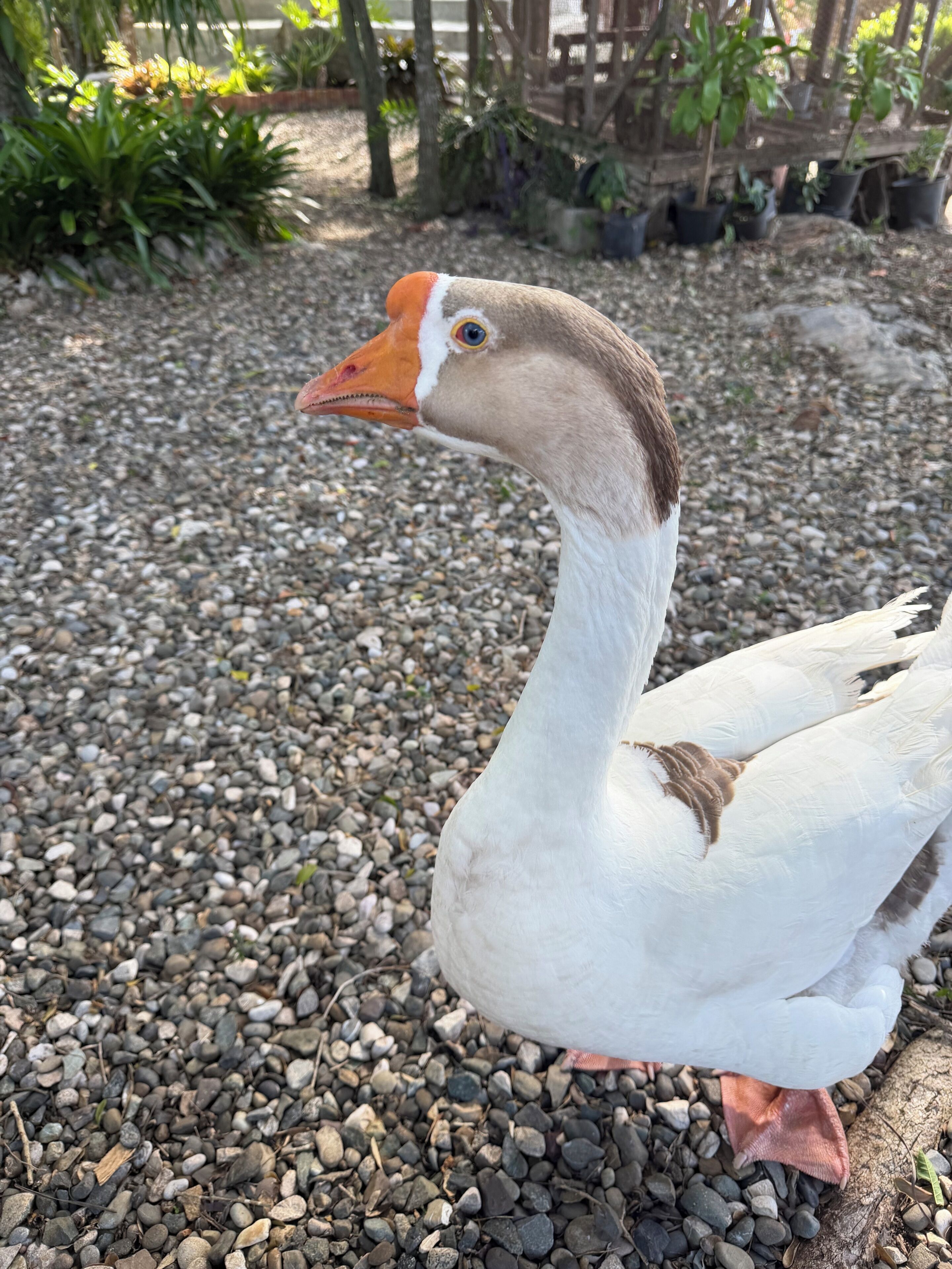 A goose with a white body and orange beak standing on gravel.