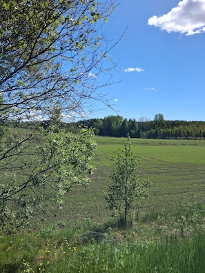 Ein Feld mit einem kleinen Baum und blauem Himmel.