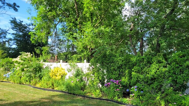 Un jardin où l’on trouve une grande variété de plantes et de fleurs, un sentier sinueux et, au fond, une clôture blanche.