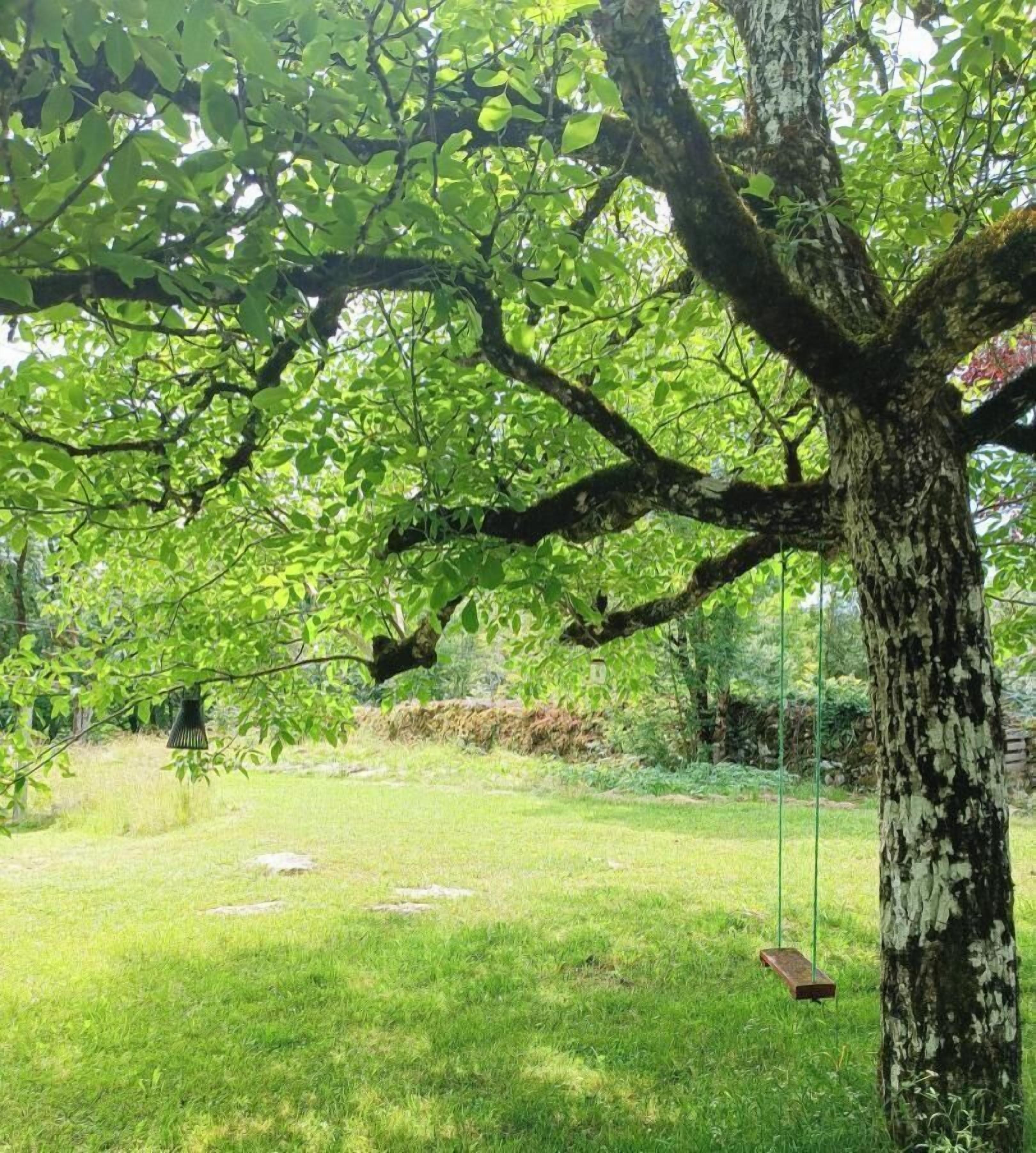 Un arbre avec une balançoire, une cour gazonnée et un mur de pierre en arrière-plan.