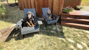 Deux fauteuils Adirondack, dont l’un est occupé par un chien.