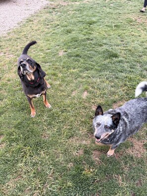 Twee honden op een gazon.