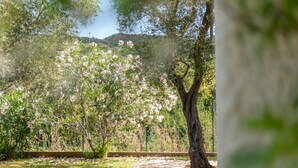 Un giardino con un vialetto in pietra, alberi e un cielo sereno.
