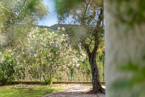 A garden with a stone pathway, trees, and a clear sky. - Villetta Olea - Goelba (Portoferraio)