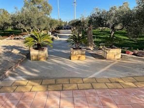 A paved pathway flanked by potted plants and olive trees, leading to a distant view of a building.